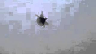 Skycutters pigeons, серпастые голуби, январь 2014 крым варга,