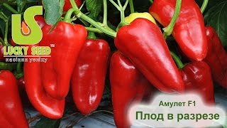 Амулет F1 перец (Lucky seed) плод в разрезе