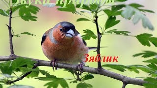 Звуки природы для детей ♪ Голоса птиц для детей ♪ Зяблик