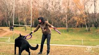 DOG PULLER Championship