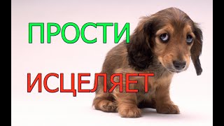 Как при помощи слова ПРОСТИ излечить  любую болезнь.