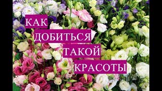 Учусь На Своих Ошибках. Эустома: Как Правильно Посеять.