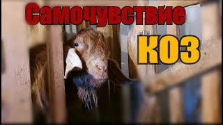 Здоровы-ли козы?//Что может быть?