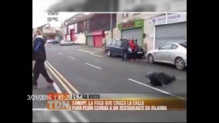 Samy, la foca que sale del agua a pedir comida 21/03/2016