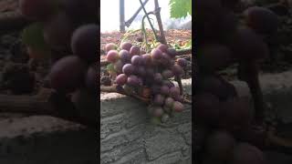 Сорт «Императрица» 2019г.