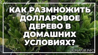 Как размножить долларовое дерево в домашних условиях? | toNature.Info
