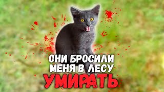 Спасение котенка из леса за 24 часа. Полная версия / SANI vlog