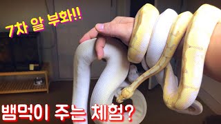집돌이집 뱀먹이 주는 체험 & 7차 알 부화 대박