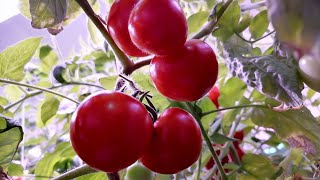 Фитобоксы по выращиванию плодовых растений спектральное освещение