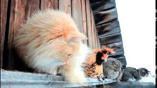 Chicken vs Cat Кот да петух  New Year Павловские куры и Кошки Новый год