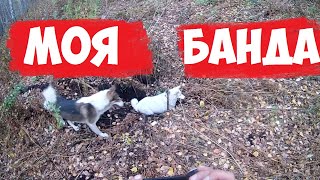 ПОХОД В ЛЕС . ОХОТА С ЛАЙКАМИ.Сибирская тайга