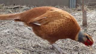 Фазан охотничий камышовой окраски (Phasianus colchicus)