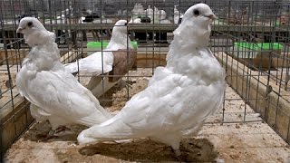 Выставка голубей в Воронеже/Pigeons Show at Voronezh (Russia) 2013.11.23-24 Часть/Part 1 из/of 4