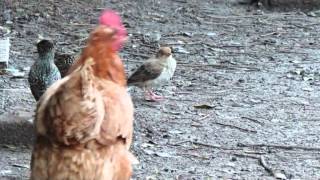 Rose Coloured Starling