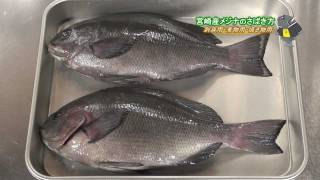 メジナの捌き方~刺身・煮物・焼き物用~