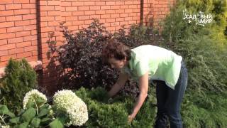 Советы по обрезке кустаников. Сайт "Садовый мир"