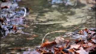 Canon EOS 550D with EF-S 55-250 IS