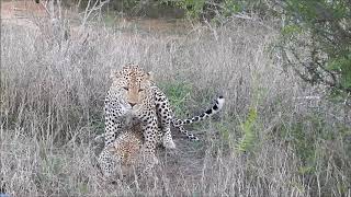 Leopards mating next to vehicle