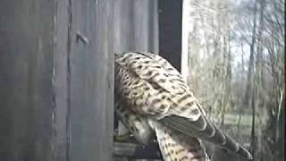 Kesttrels Challenge Nesting Stock Dove