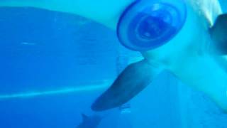 Dolphin frisbee sex
