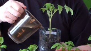 Первый уход за рассадой томатов