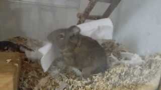 Degus - Kampf um die Bettdecke LUSTIG FUNNY