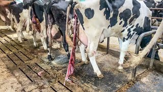 This giant cow milking harvest machine is INCREDIBLE. Amazing poultry farming processing technology