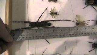 OLIVER GREER MEASURES A GIANT BUSH CRICKET AT THE SANTA FE CHILDREN'S MUSEUM!