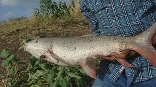 Unbelievable fishermen vs big river monster fish Rohu.