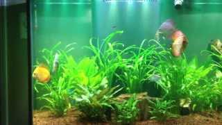 Medicating Discus - skin & gill flukes