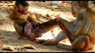 Heartbreaking Alba Hurt, Two Monkey Harmful on Baby Alba, Tomo Steal Alba From Anna Run away