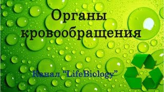 Органы кровообращения