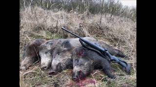 Wild Boar Driven Hunting 04 01 2020 Blaser R8 & Aimpoint Micro H-2