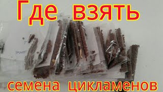 ЦИКЛАМЕН(Cуclamen). Где взять семена цикламена?