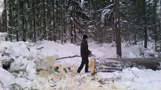УБИЙЦЫ ЛЕСА Валка леса зимой Stihl MS 440 шиной 63см.