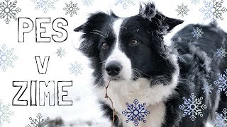 Starostlivosť o psa V ZIME ❄️