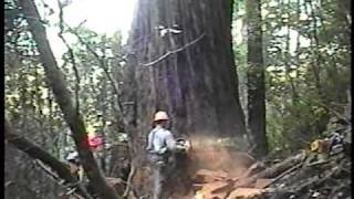 Falling an old growth redwood tree; Humboldt County, CA, 2002