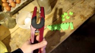 Биркование свиней / livestock ear tag