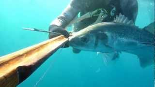 gros loup 7.8kg lubina et robalo chasse sous marine  pesca submarina le relais