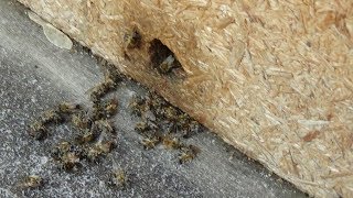 Проверка пчелы в середине зимы, пасека Валека