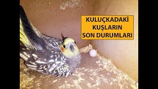 Kuluçkadaki Kuşların Son Durumu ve Kızıştırıcı Mama Tarifi