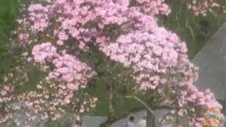 Himno de Ibagué