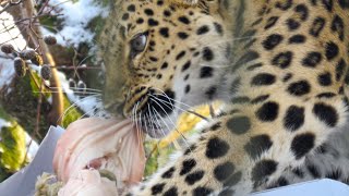 Helsinki ZOO: Amurinleopardin laatikko pulma.