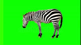 Zebra Chroma Key Stock Footage Video