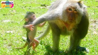 Tima mom stress with Timo push baby out from her | Tima want Timo play not milk | Monkey Daily 1697