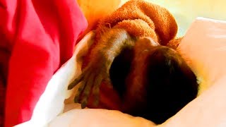 P56-Holding Baby Lori To Sleep While It Raining |  Baby Lori Need Warmness From One