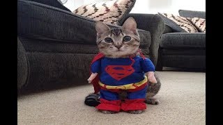 SI TE RIES GANAS NIVEL DIOS (1,000,000% POSIBLE) VIDEOS DE RISA DE ANIMALES