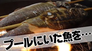 【料理篇】流れるプールで釣った魚が…こんな姿に！！