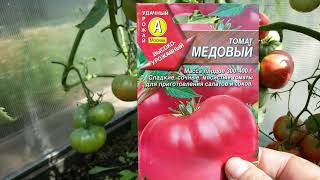 УРОЖАЙНЫЕ,  ШИКАРНЫЕ  САЛАТНЫЕ ТОМАТЫ. СЕМЕНА НЕ СООТВЕТСТВУЮТ ДЕЙСТВИТЕЛЬНОСТИ.