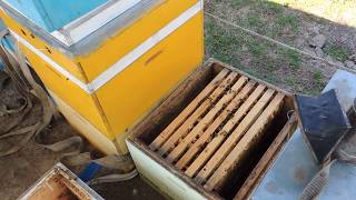 Пчелы на высадку. Как это?